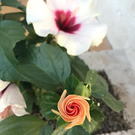 Lucia Ferienhaus Maruggio