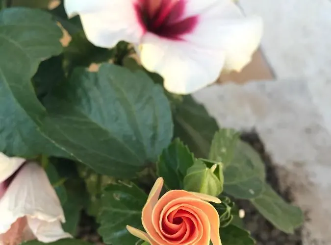 Lucia 펜션 마루지오