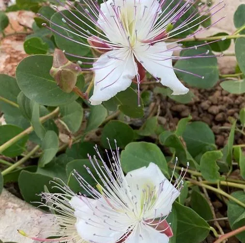 Tatil Evi Lucia Maruggio